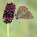 Dunkler Wiesenknopf-Ameisenbläuling (Phengaris nausithous)